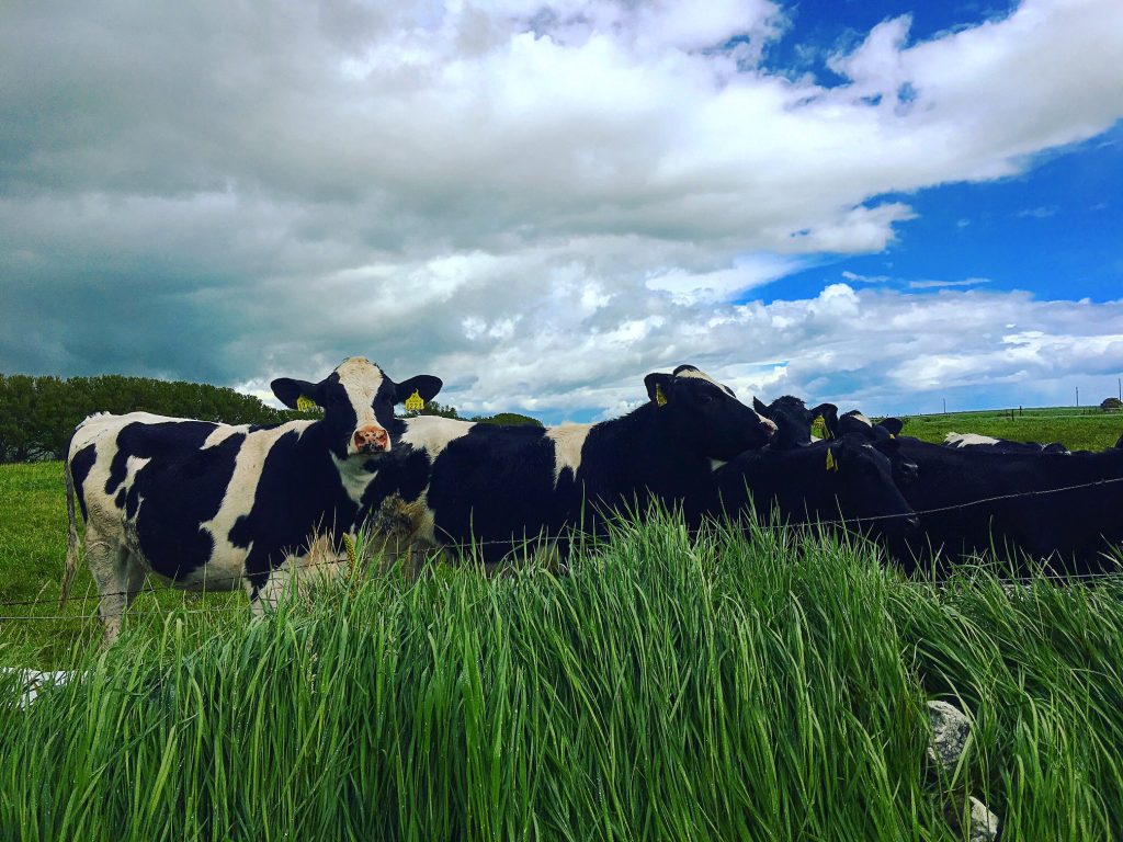 Kerrygold Litfest 29