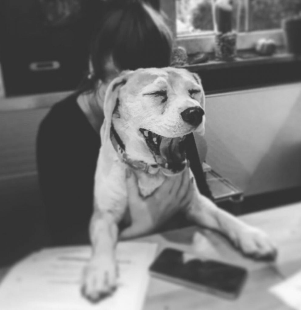 Beagle