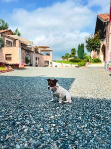 Almaranto Hotel & Retreat im Piemont - der Haushund Alma