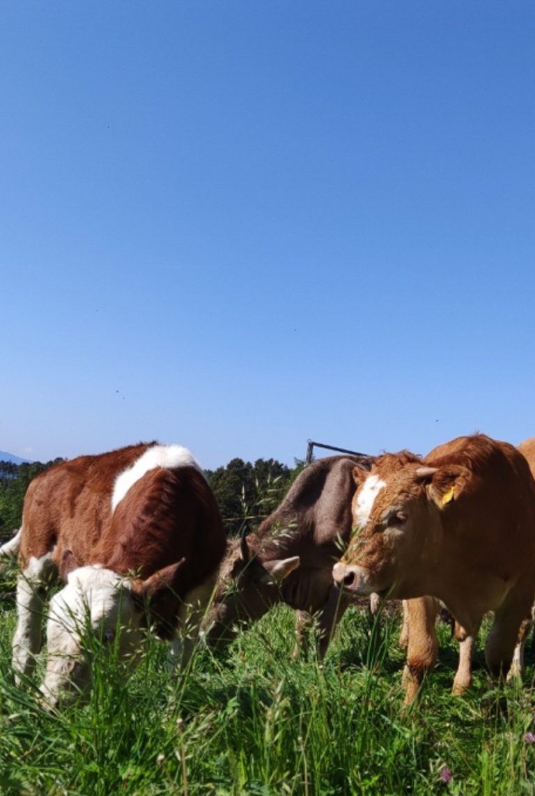 Bio-Weidekühe vom Schrofhof am Ritten