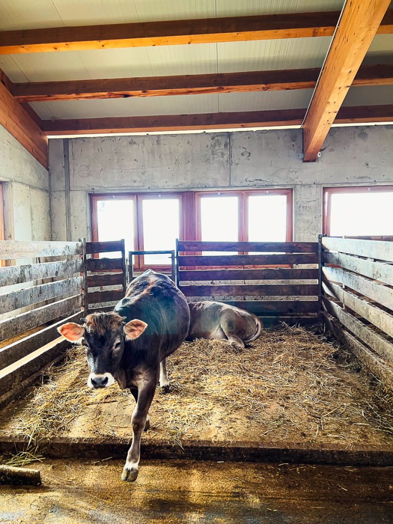 Kälbchen auf dem Schrofhof in Südtirol