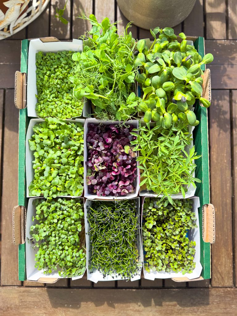 Bio Micro Greens KräuterGut